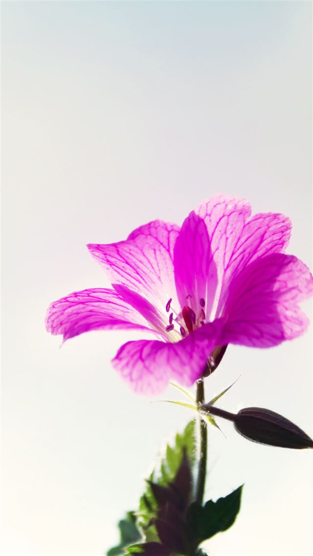 1080x1920 Little Purple Flower Macro - macro iPhone 8 Wallpaper