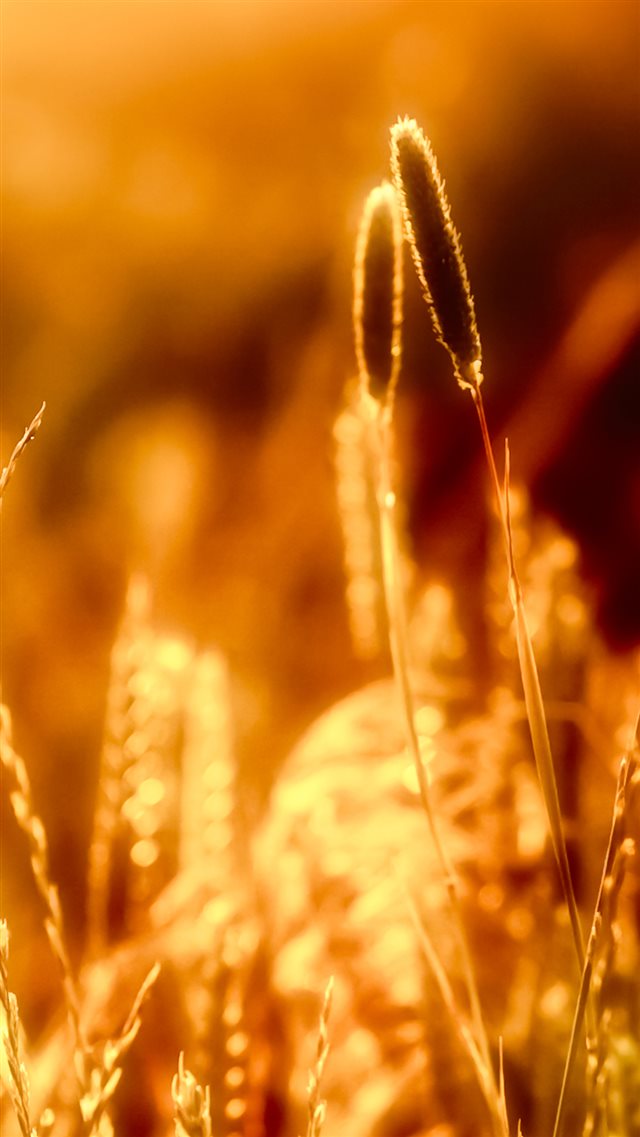 1080x1920 Nature Sunlight Plant Weed - weed iPhone 8 Wallpaper