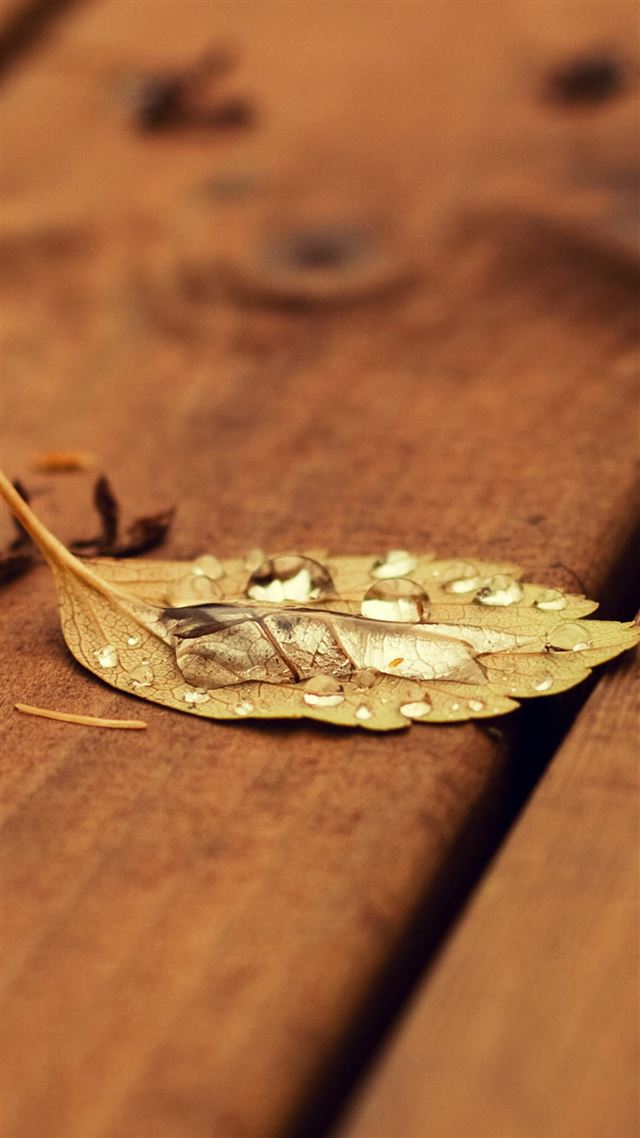 1080x1920 Fallen Leaf On Wooden Chair - fall iPhone 8 Wallpaper
