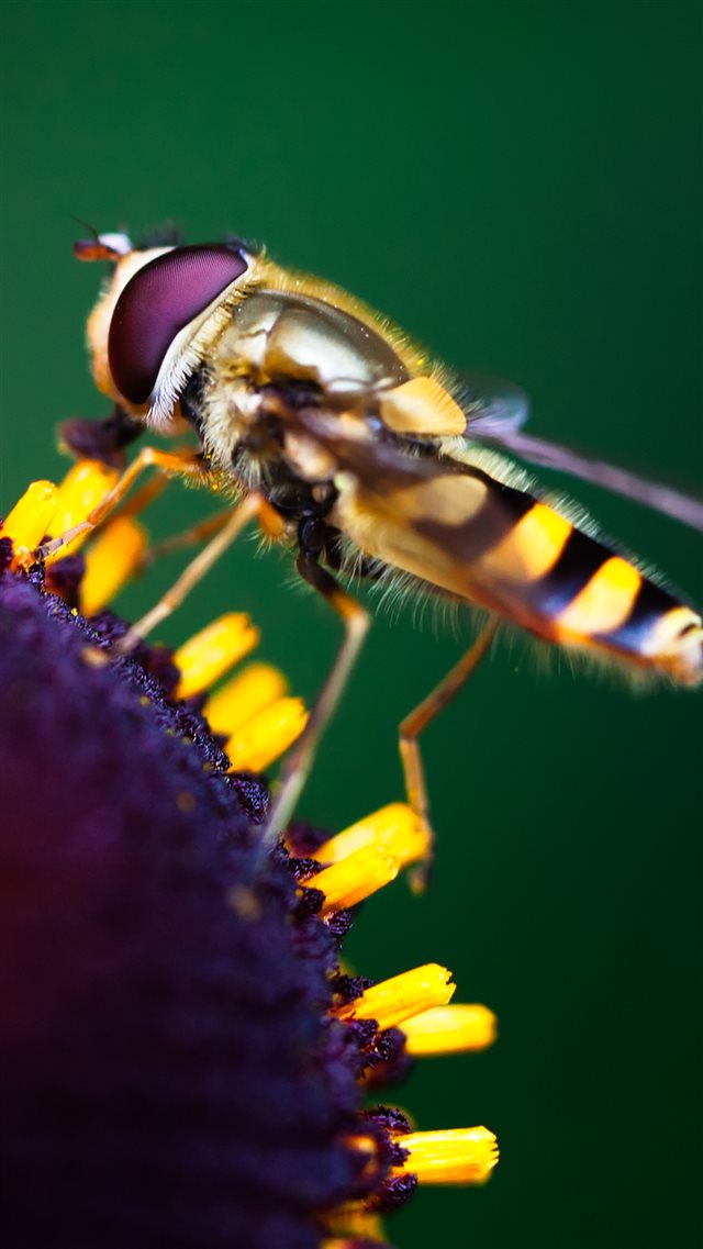 1080x1920 Working hard Bee - macro iPhone 8 Wallpaper
