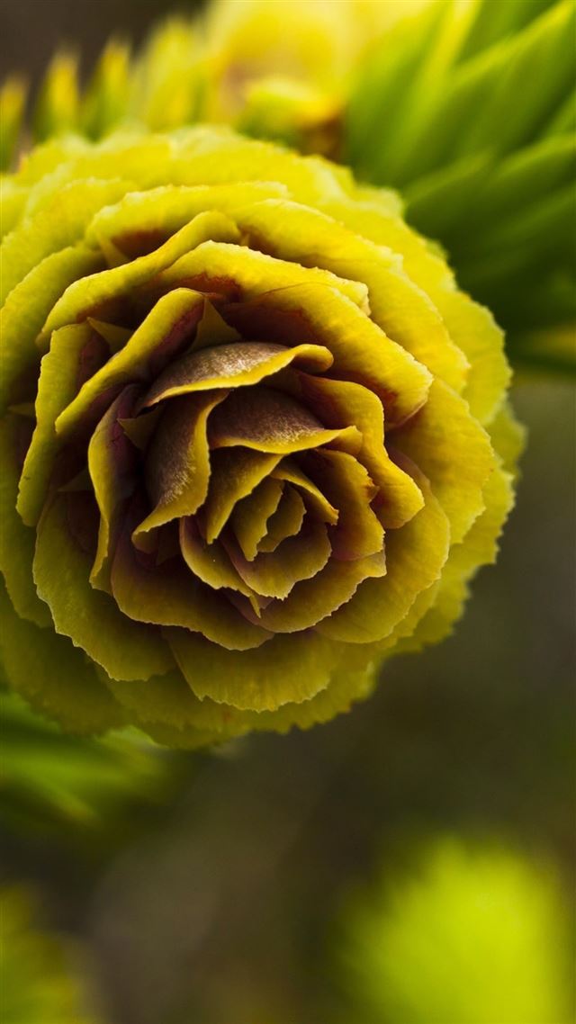 1080x1920 Pine Nut Macro - macro iPhone 8 Wallpaper