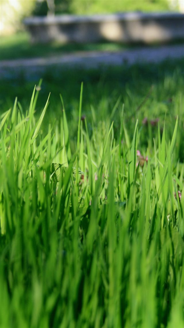 1080x1920 Nature Green Grassland - grassland iPhone 8 Wallpaper