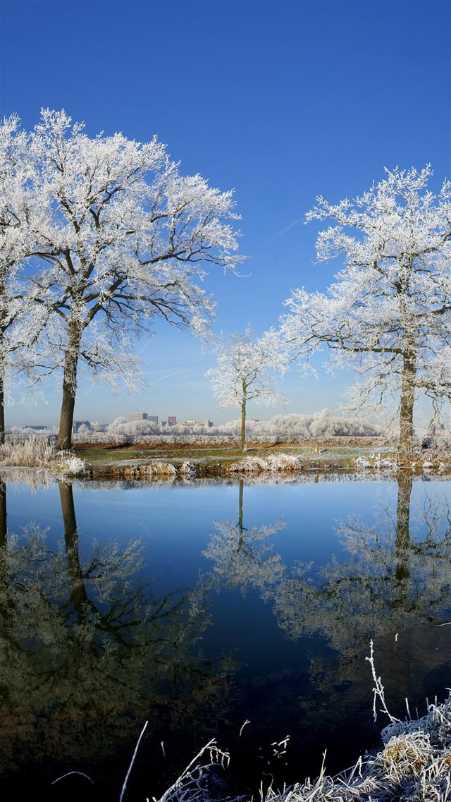 1080x1920 Sunshine Frosty Tree - tree iPhone 8 Wallpaper
