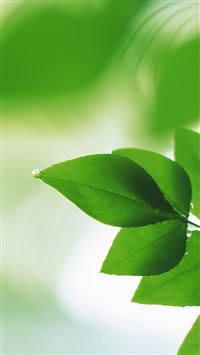 Green Plant Leaf wallpaper