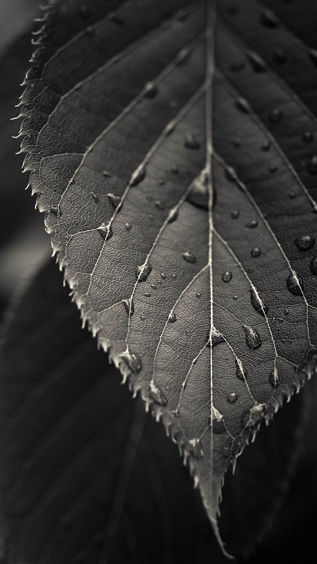 1080x1920 Gray Leaf Macro - macro iPhone 8 Wallpaper