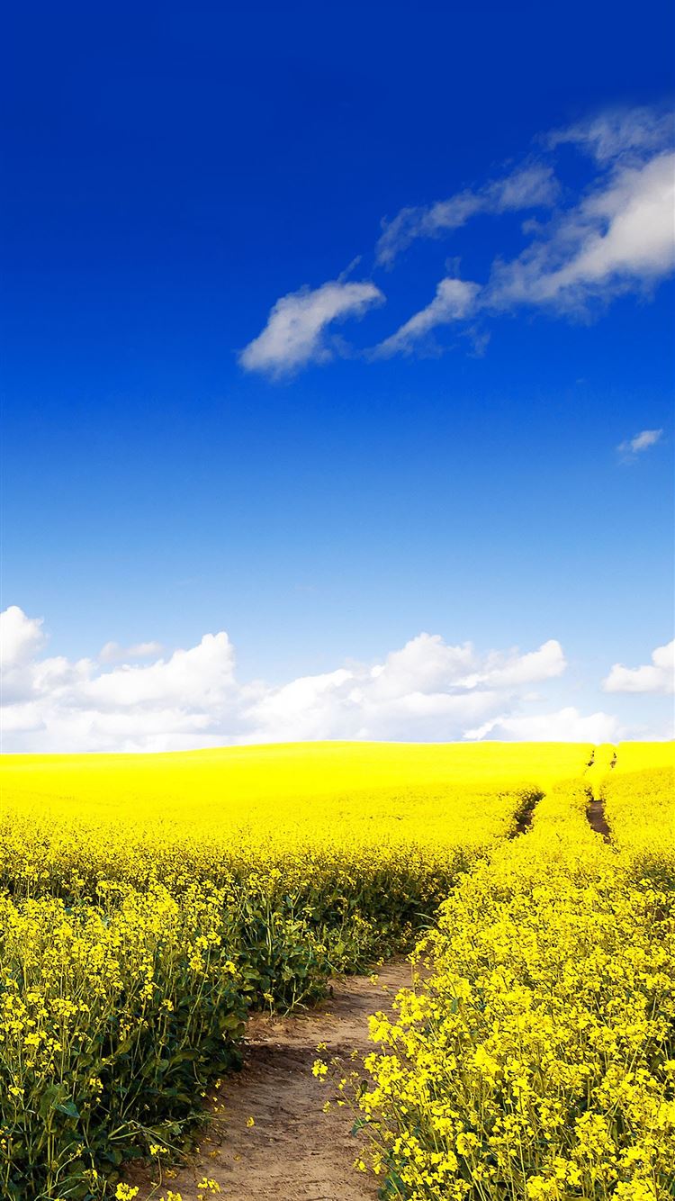 Blue Sky Canola Flower Garden Iphone 8 Wallpaper Download Iphone