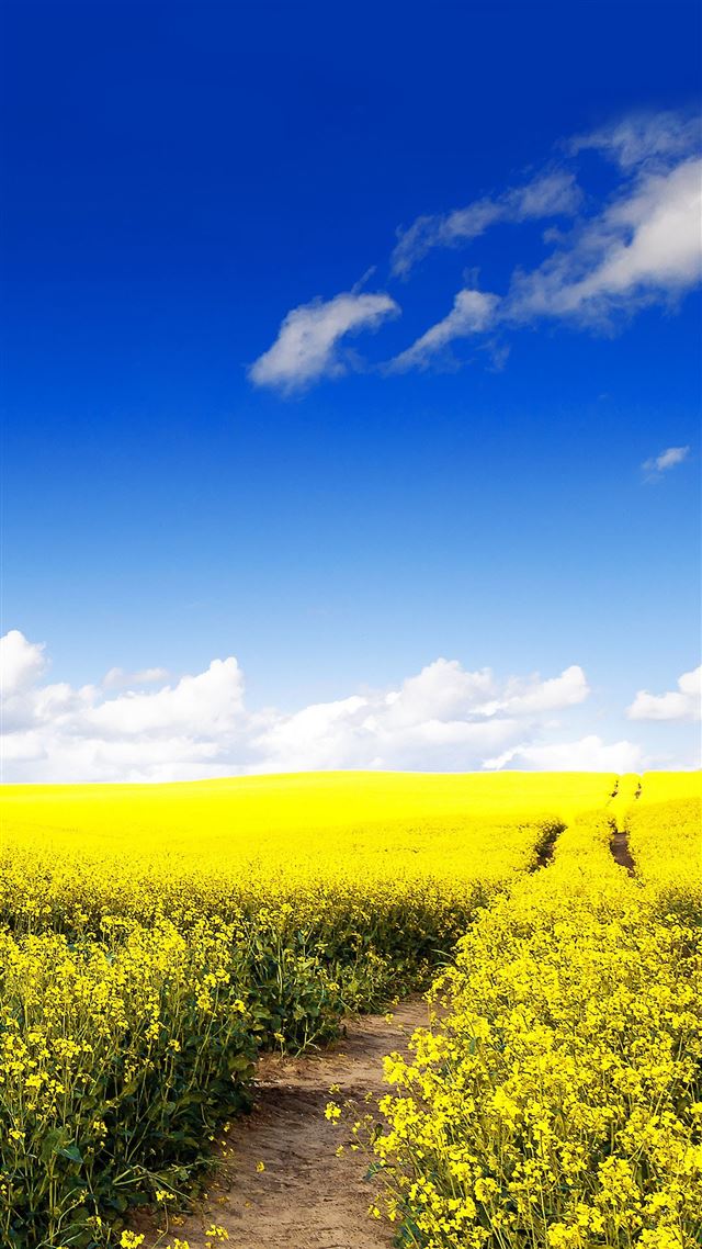 1080x1920 Blue Sky Canola Flower Garden - flower iPhone 8 Wallpaper