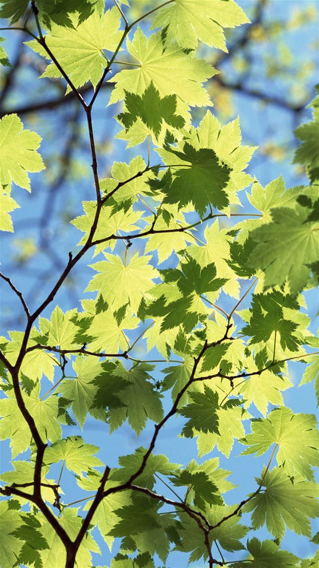 1080x1920 Maple Leaves Under Sunlight - blue iPhone 8 Wallpaper