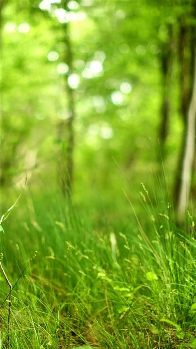 1080x1920 Bokeh Forest Grassland - grassland iPhone 8 Wallpaper