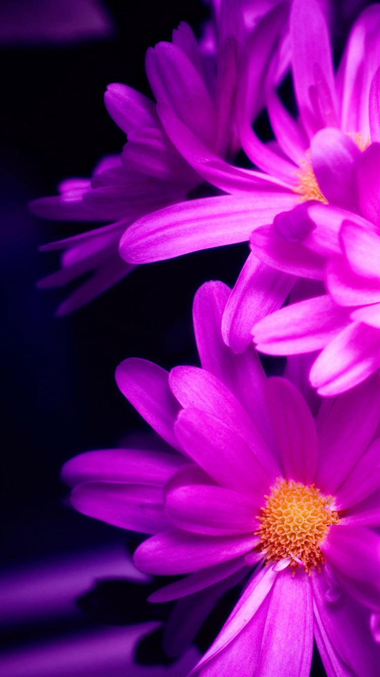 Flying pink daisy flowers at white wall background with shadows. - a  Royalty Free Stock Photo from Photocase