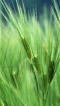 Wheat Macro wallpaper