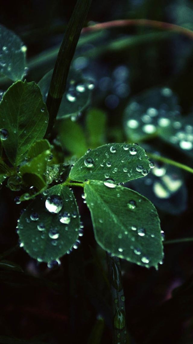1080x1920 Dark Leaf Dew Macro -  iPhone 8 Wallpaper