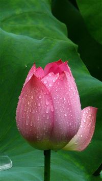 Lotus Flower Closeup wallpaper