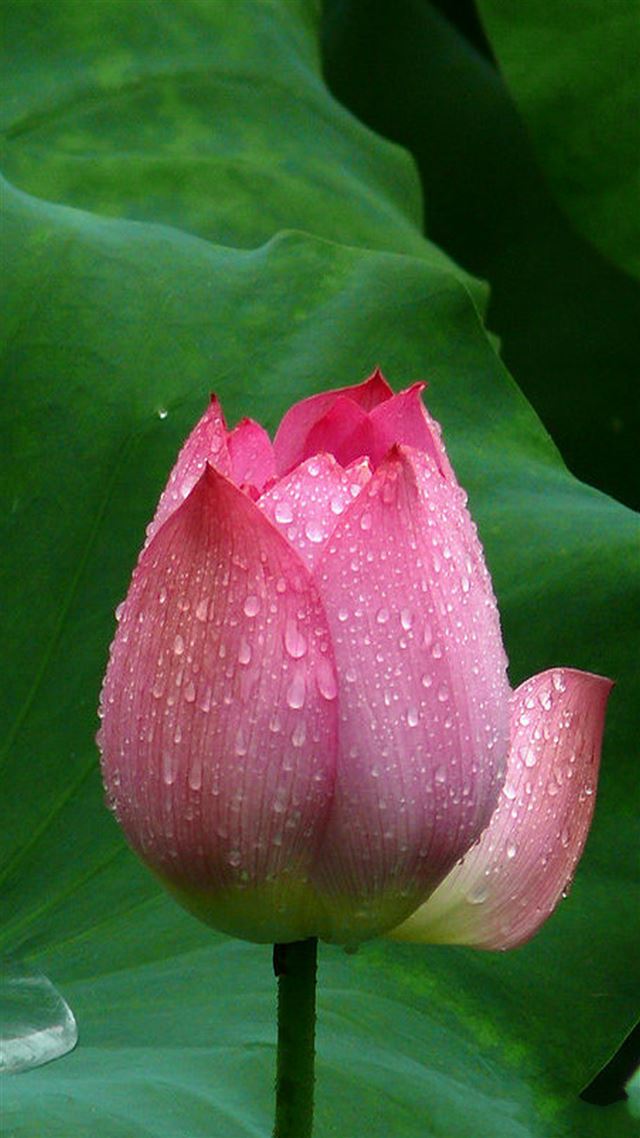 1080x1920 Lotus Flower Closeup - macro iPhone 8 Wallpaper