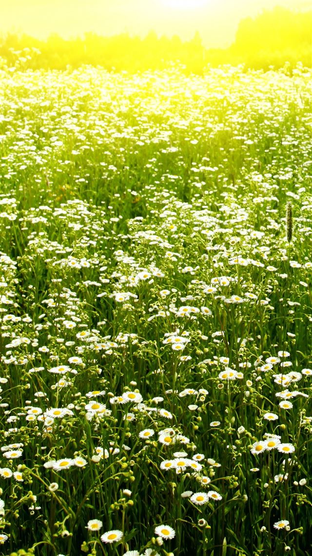 1080x1920 Daisy Field - flower iPhone 8 Wallpaper
