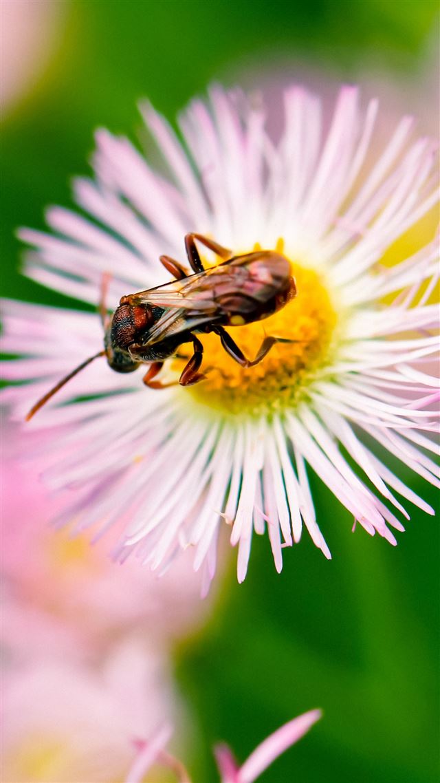 1080x1920 Nature Bug On Flower - flying iPhone 8 Wallpaper