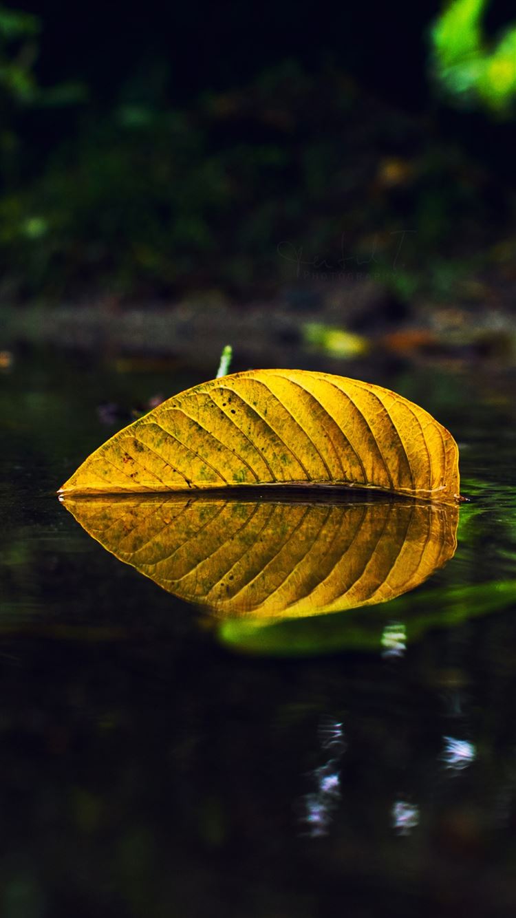 Yellow Leaf On Water iPhone 8 Wallpapers Free Download