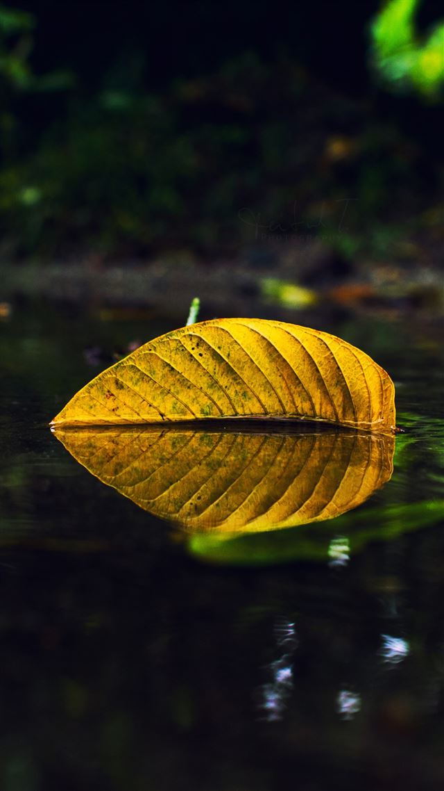 1080x1920 Yellow Leaf On Water - macro iPhone 8 Wallpaper