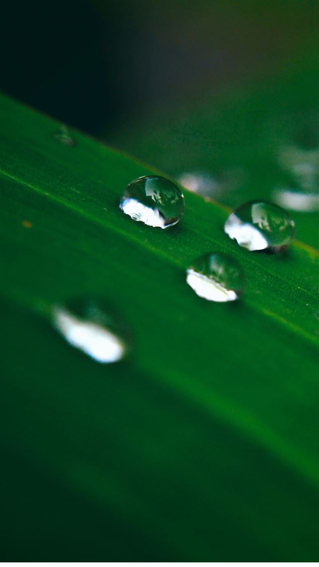 1080x1920 WaterDrop On Leaf - macro iPhone 8 Wallpaper