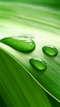 Leaves and Dew wallpaper