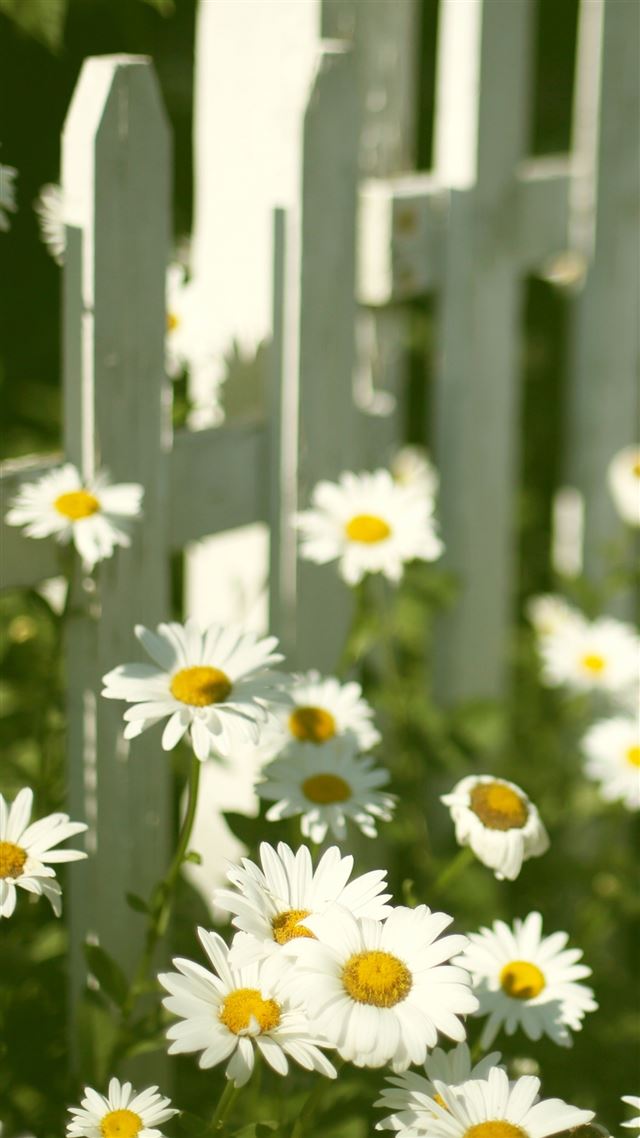 1080x1920 White Daisy Near Fence - photography iPhone 8 Wallpaper