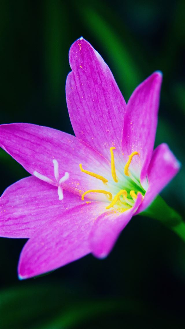 1080x1920 Pink Flower Macro - macro iPhone 8 Wallpaper