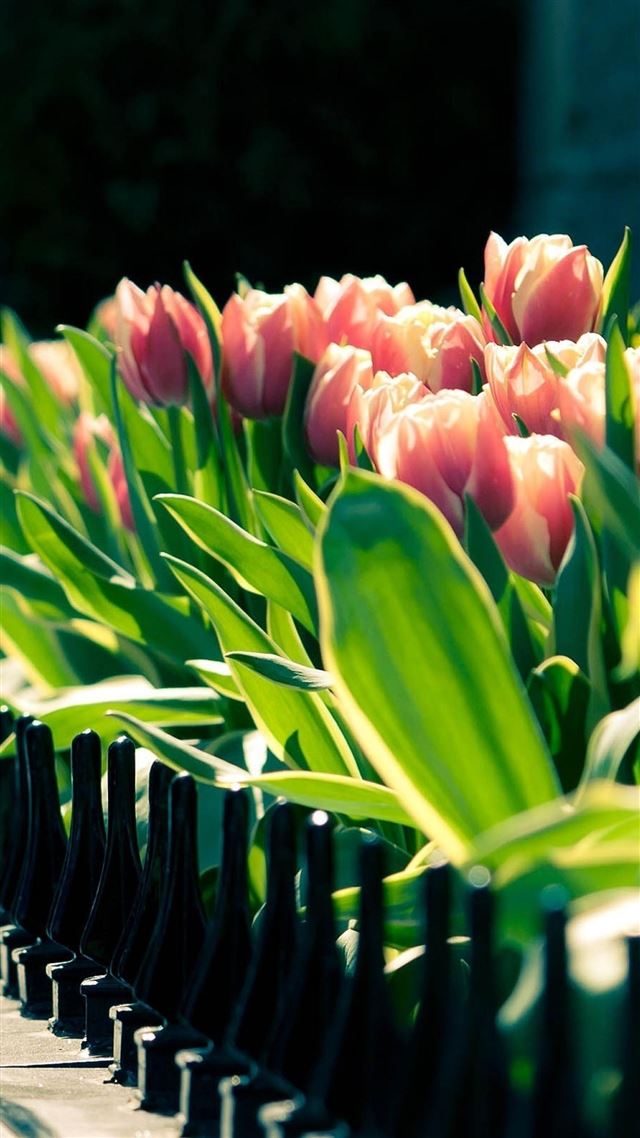 1080x1920 Tulip Garden Beside Fence - tulip iPhone 8 Wallpaper