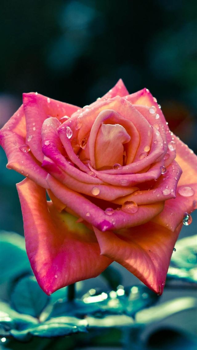 1080x1920 China Red Rose Macro - flower iPhone 8 Wallpaper