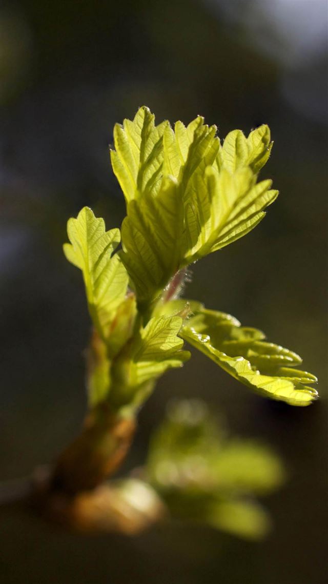 1080x1920 Tree Buds Macro - branch iPhone 8 Wallpaper