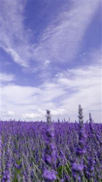 Best Lavender Iphone 8 Hd Wallpapers Ilikewallpaper