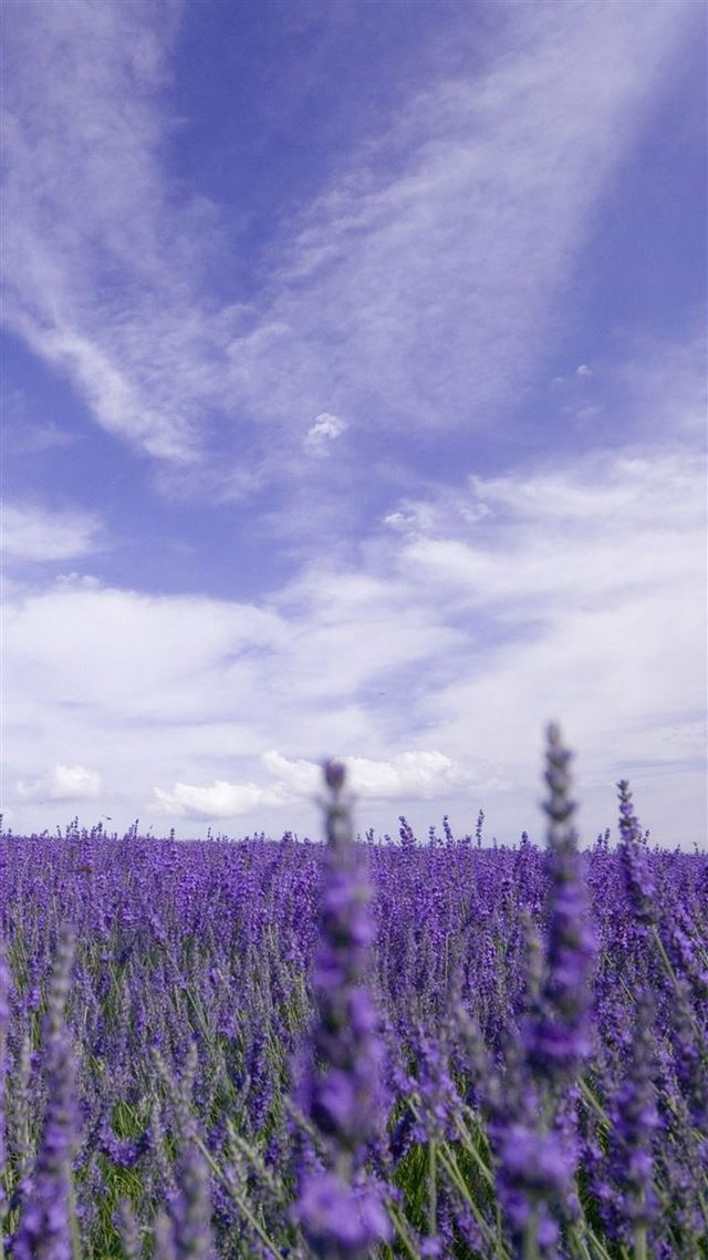 1080x1920 Nature Purple Lavender Garden - purple iPhone 8 Wallpaper