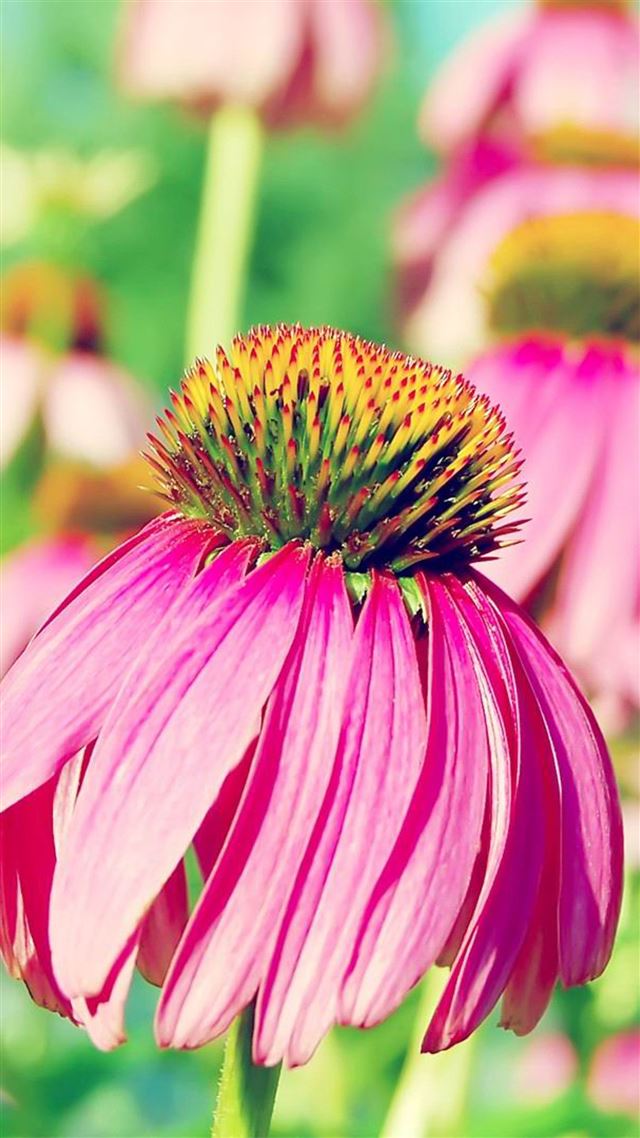 1080x1920 Nature Sole  Flower Macro - macro iPhone 8 Wallpaper