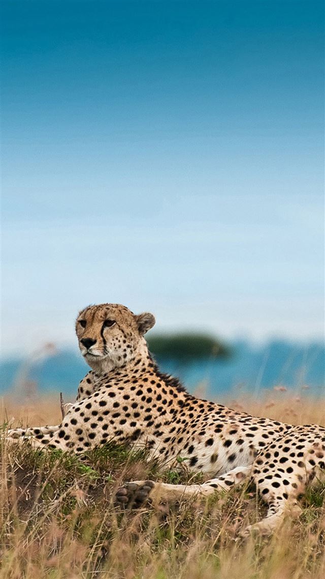 1080x1920 South Africa Leopard - animal iPhone 8 Wallpaper