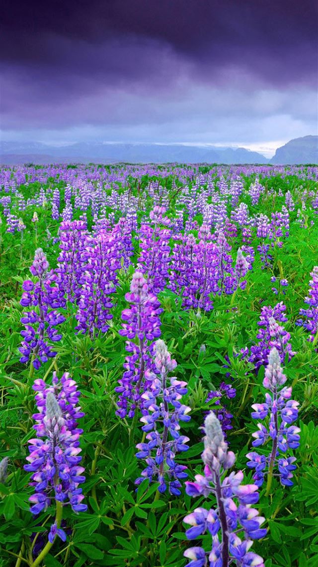 1080x1920 Lupine Bean Curd Sea  - cyan iPhone 8 Wallpaper