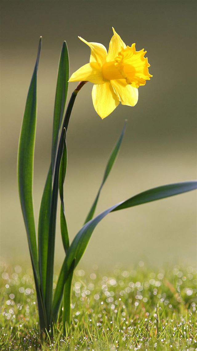 1080x1920 Narcissus Macro - macro iPhone 8 Wallpaper