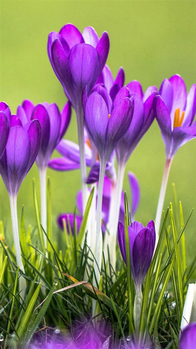 1080x1920 Crocuses Flower Macro -  iPhone 8 Wallpaper