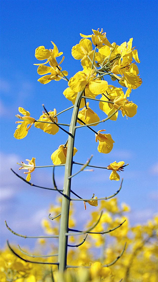1080x1920 Canola Flower Macro - flower iPhone 8 Wallpaper