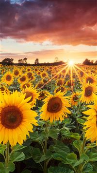 Sunflowers Bavaria  Germany wallpaper