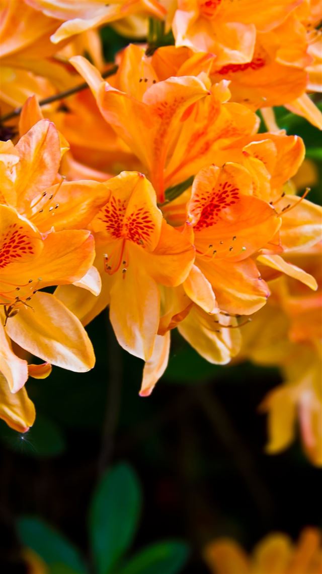1080x1920 Light Orange Flowers - bunch iPhone 8 Wallpaper