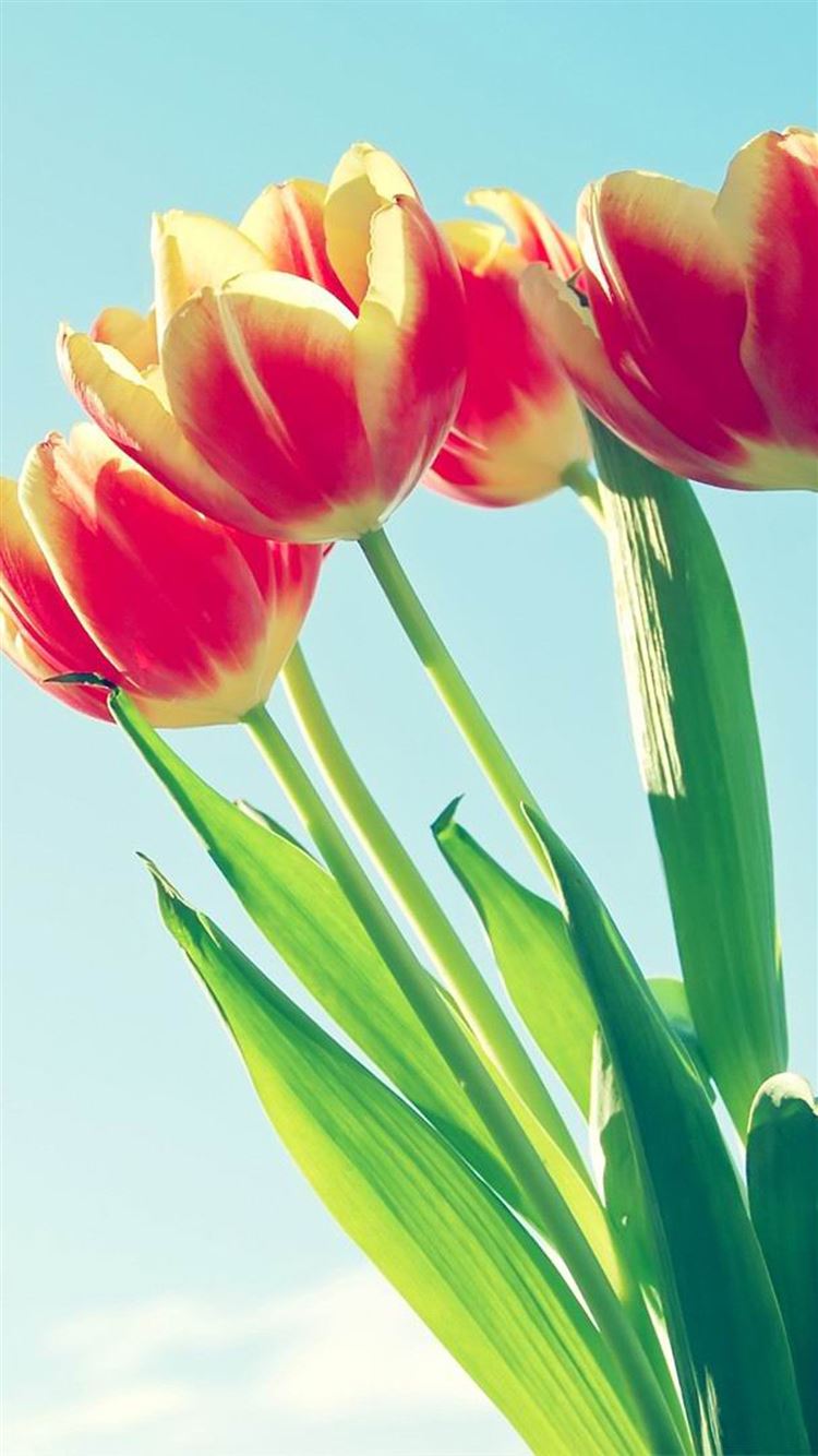 Tulip Bunch Macro iPhone 8 Wallpapers Free Download