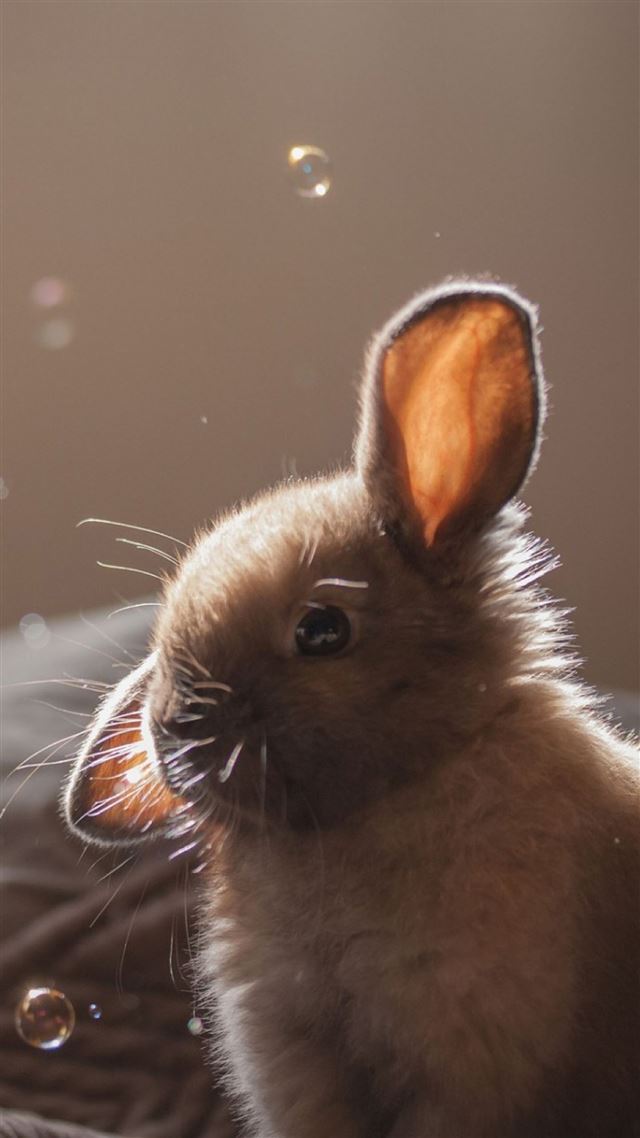 1080x1920 Cute Bunny Soap Bubbles - lovely iPhone 8 Wallpaper