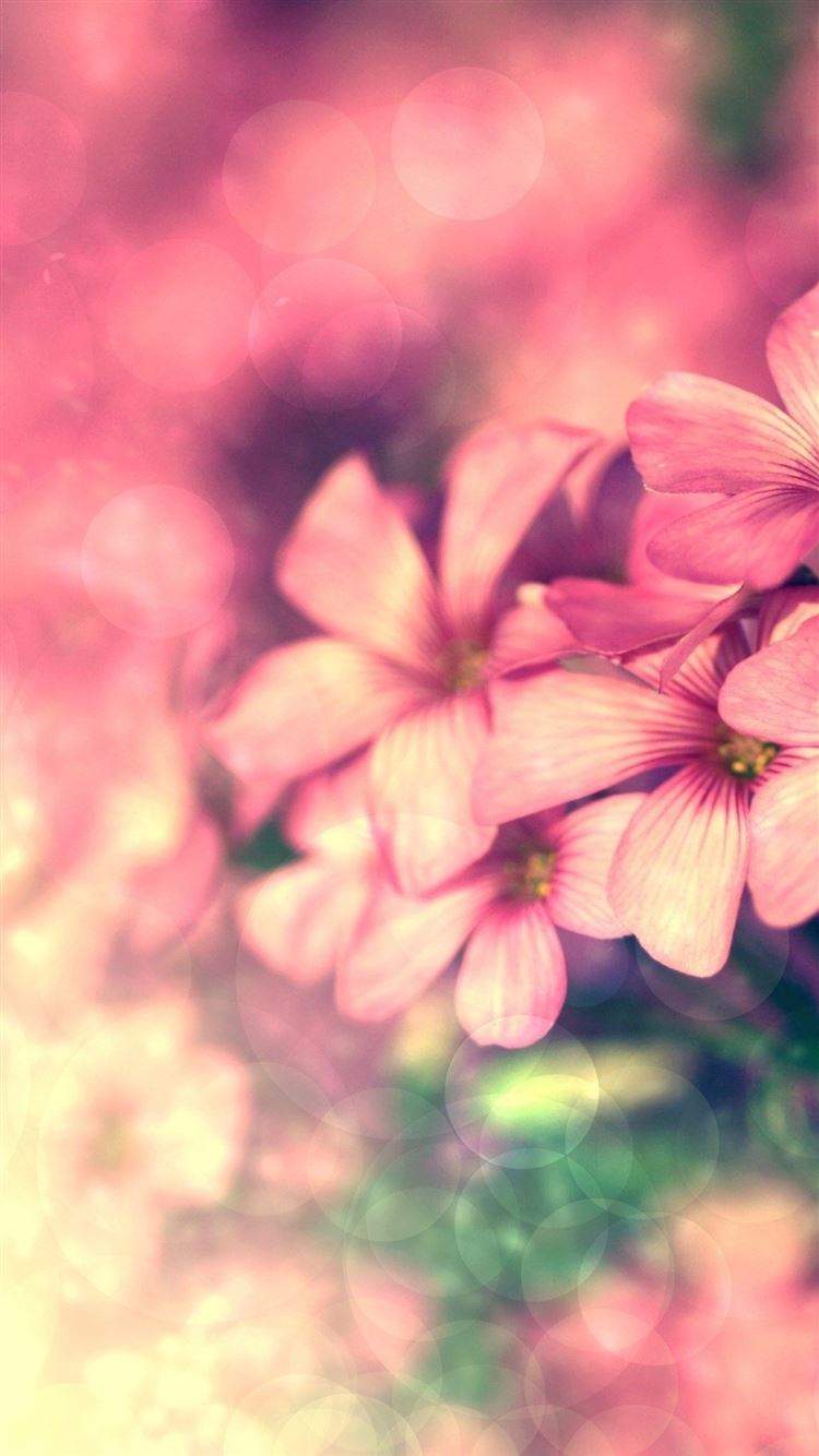 Abstract pink Flower Bokeh iPhone 8 Wallpapers Free Download