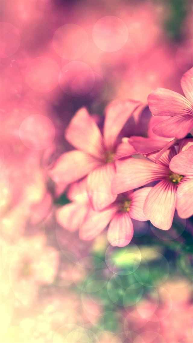 1080x1920 Abstract pink Flower Bokeh - branch iPhone 8 Wallpaper