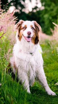 Australian Shepherd Dog Flowers Meadow Grass Nature wallpaper