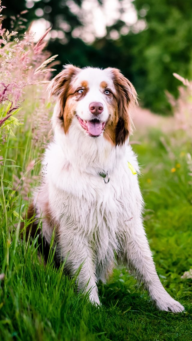1080x1920 Australian Shepherd Dog Flowers Meadow Grass Nature -  iPhone 8 Wallpaper
