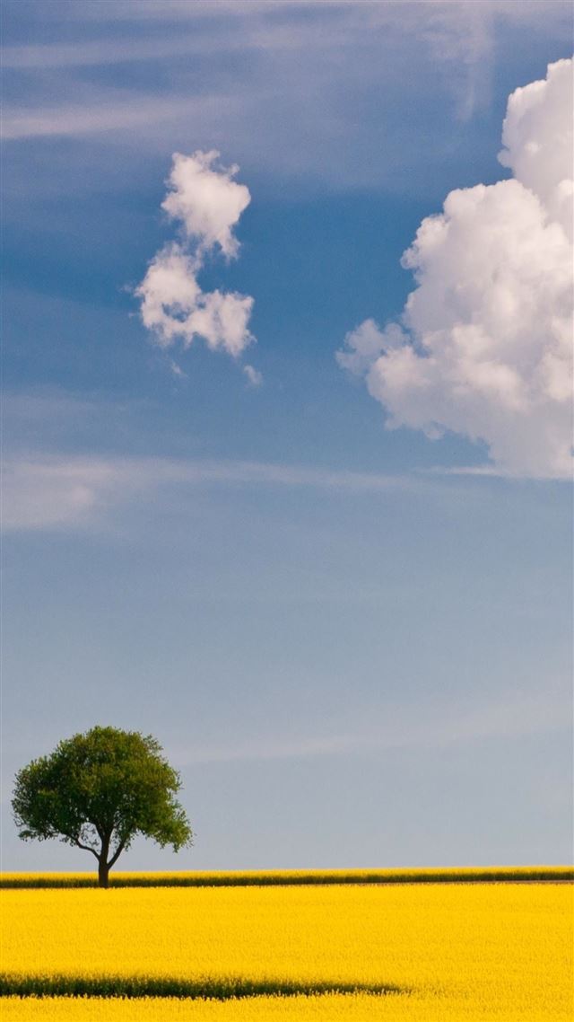 1080x1920 One Tree In Golden Field - tree iPhone 8 Wallpaper