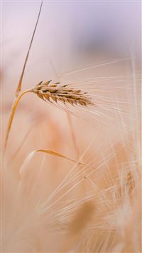 Wheat In Field wallpaper