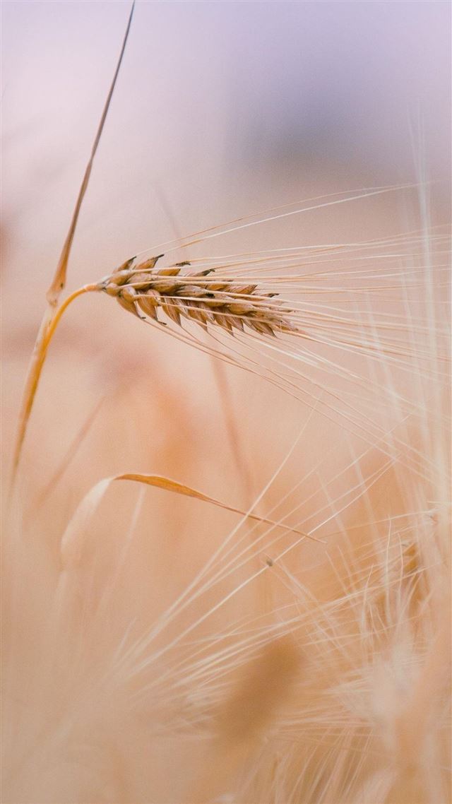 1080x1920 Wheat In Field - field iPhone 8 Wallpaper