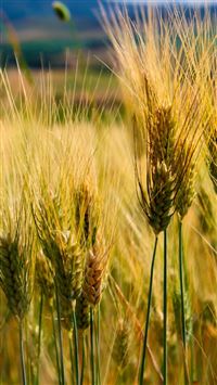 Macro Wheat In Field wallpaper