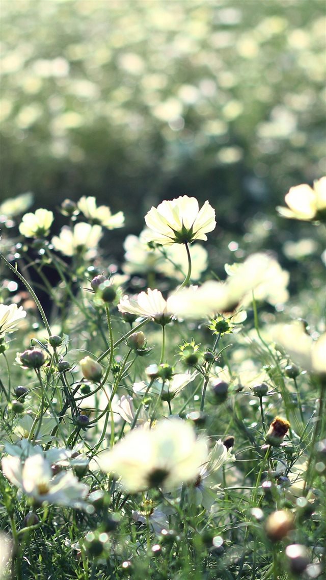 1080x1920 Nature Pure cosmos Flowers - flower iPhone 8 Wallpaper